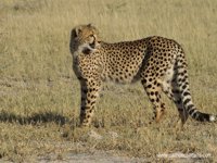 Okavango Delta Safaris - Cheetah