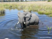 Okavango Delta Safaris - elephant