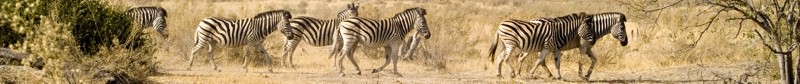 Zebra in the Okavango Delta