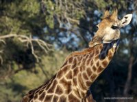 Okavango Delta Safaris - giraffe