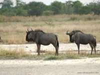 Okavango Delta safaris - wildebeest