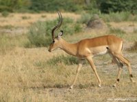 Okavango Delta Safaris - Impala