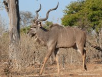 Okavango Delta Safaris - Kudu