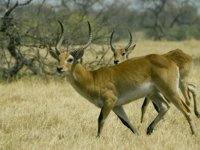 Okavango Delta Safaris - lechwe