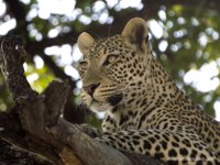 Okavango Delta Safaris - leopard
