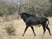 Okavango Delta Safaris - Sable antelope