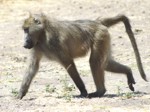 Okavango Delta Safaris - Baboon