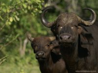Okavango Delta Safaris - cape buffalo