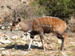 Okavango Delta Safaris - bushbuck