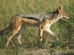 Okavango Delta Safaris - Jackal