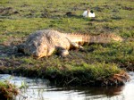 Okavango Delta Safaris - Crocodile