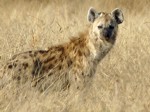 Okavango delta Safaris - Hyaena