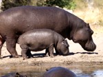 Okavango Delta Safaris - Hippo