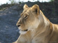 Okavango Delta Safaris - lion