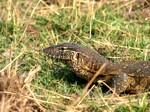 Okavango Delta Safaris - Monitor lizard