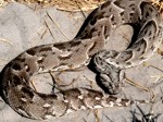 Okavango Delta Safaris - Puff adder