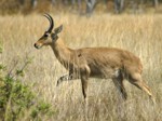 Okavango Delta Safaris - reedbok