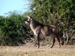 Okavango Delta Safaris - roan antelope