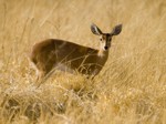 Okavango Delta Safaris - Steenbok antelope