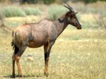 Okavango delta Safaris - Tsessebe antelope