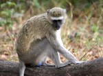 Okavango Delta Safaris - Vervet monkey