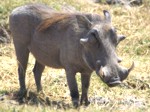 Okavango Delta Safaris - Warthog