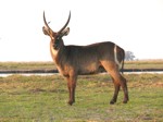 Okavango Delta Safaris - waterbuck antelope
