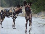 Okavango Delta Safaris - Wild dog