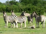 Okavango Delta Safaris - Zebra