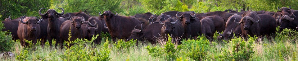 herd of buffalo in the Okavango Delta
