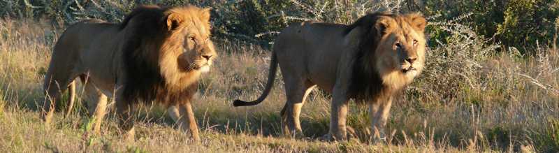 Lions of the Okavango Delta