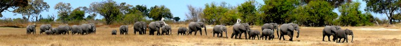 Okavango Delta safaris