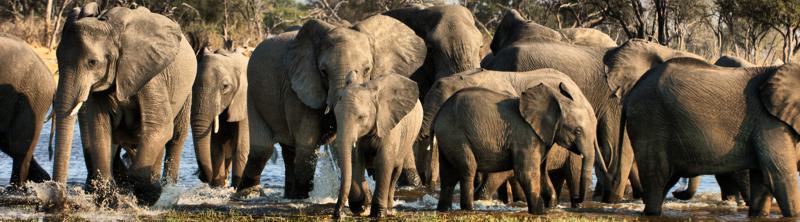 Elephants in the Okavango Delta